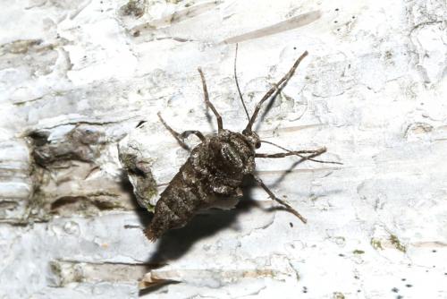 Agriopis bajaria